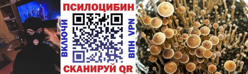 где купить наркотик  это телеграм  Псилоцибиновые грибы Psilocybe  Волгодонск  ОМГ ОМГ ссылка 